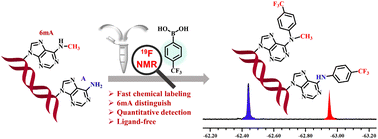 Graphical abstract: Identification and quantification of N6-methyladenosine by chemical derivatization coupled with 19F NMR spectroscopy