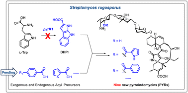 Graphical abstract: Mutasynthesis generates nine new pyrroindomycins
