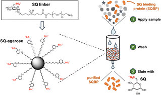 Graphical abstract: Capture-and-release of a sulfoquinovose-binding protein on sulfoquinovose-modified agarose