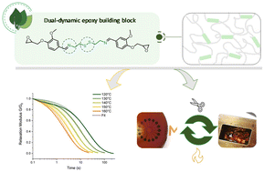 Graphical abstract: Vanillin-based dual dynamic epoxy building block: a promising accelerator for disulfide vitrimers