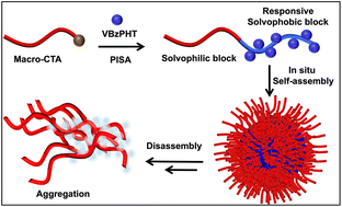 Graphical abstract: Polymerization-induced self-assembly of (2-(4-vinylbenzyl)iso-indoline-1,3-dione) for the synthesis of hydrazine responsive block copolymer nanoparticles