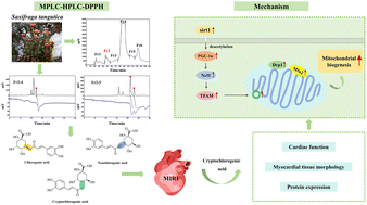 Graphical abstract: Protection against myocardial ischemia/reperfusion injury in mice by 3-caffeoylquinic acid isomers isolated from Saxifraga tangutica