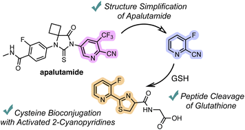 Graphical abstract: 2-cyanopyridine derivatives enable N-terminal cysteine bioconjugation and peptide bond cleavage of glutathione under aqueous and mild conditions