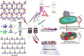Graphical abstract: Antibacterial, antibiofilm, and antioxidant activities of two novel metal–organic frameworks (MOFs) based on 4,6-diamino-2-pyrimidinethiol with Zn and Co metal ions as coordination polymers