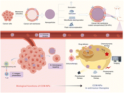 Graphical abstract: Cancer cell membrane-coated nanoparticles: a promising anti-tumor bionic platform