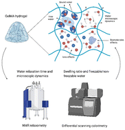 Graphical abstract: An investigation of water status in gelatin methacrylate hydrogels by means of water relaxometry and differential scanning calorimetry
