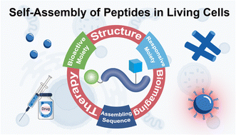 Graphical abstract: Self-assembly of peptides in living cells for disease theranostics