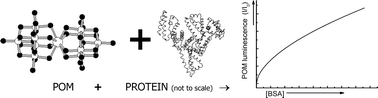 Graphical abstract: Luminescence enhancement of a europium containing polyoxometalate on interaction with bovine serum albumin
