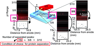 Graphical abstract: Reagent-release capillary array-isoelectric focusing device as a rapid screening device for IEF condition optimization