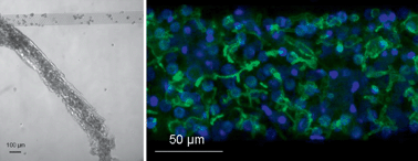 Graphical abstract: Perfusion-based microfluidic device for three-dimensional dynamic primary human hepatocyte cell culture in the absence of biological or synthetic matrices or coagulants