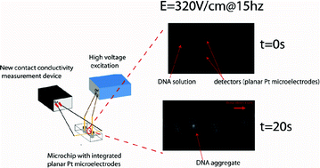 Graphical abstract: A low-cost, label-free DNA detection method in lab-on-chip format based on electrohydrodynamic instabilities, with application to long-range PCR