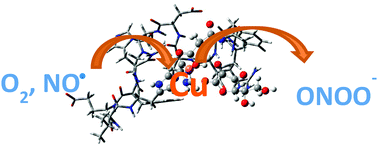 Graphical abstract: Copper–amyloid-β complex may catalyze peroxynitrite production in brain: evidence from molecular modeling