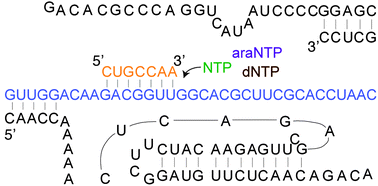 Graphical abstract: Chemical fidelity of an RNA polymerase ribozyme