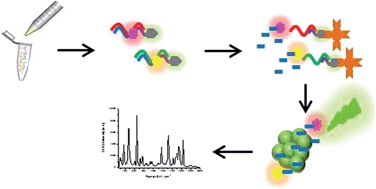 Graphical abstract: Bacterial meningitis pathogens identified in clinical samples using a SERS DNA detection assay