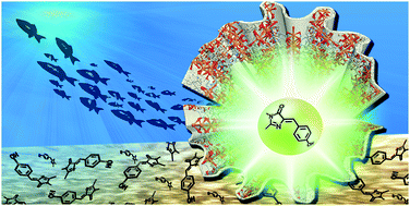 Graphical abstract: Photophysics of GFP-related chromophores imposed by a scaffold design