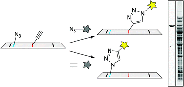 Graphical abstract: Convenient analysis of protein modification by chemical blotting with fluorogenic “click” reagents