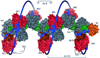 Graphical abstract: A structural model for multimodular NRPS assembly lines