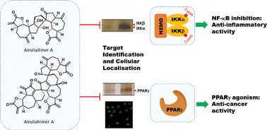 Graphical abstract: Synthesis and mode of action of oligomeric sesquiterpene lactones