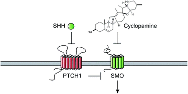 Graphical abstract: I only have eye for ewe: the discovery of cyclopamine and development of Hedgehog pathway-targeting drugs