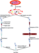 Graphical abstract: Superparamagnetic core/shell nanostructures for magnetic isolation and enrichment of DNA