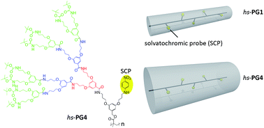 Graphical abstract: Solvatochromism of dye-labeled dendronized polymers of generation numbers 1–4: comparison to dendrimers