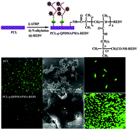 Graphical abstract: Multifunctional REDV-conjugated zwitterionic polycarboxybetaine–polycaprolactone hybrid surfaces for enhanced antibacterial activity, anti-thrombogenicity and endothelial cell proliferation