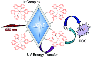 Graphical abstract: Near-infrared triggered generation of reactive oxygen species from upconverting nanoparticles decorated with an organoiridium complex