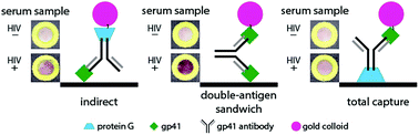 Graphical abstract: Comparison of three indirect immunoassay formats on a common paper-based microfluidic device architecture