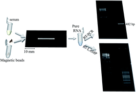 Graphical abstract: Dynamic solid-phase RNA extraction from a biological sample in a polyester-toner based microchip