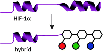 Graphical abstract: Towards “bionic” proteins: replacement of continuous sequences from HIF-1α with proteomimetics to create functional p300 binding HIF-1α mimics