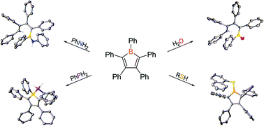 Graphical abstract: Probing the reactivity of pentaphenylborole with N–H, O–H, P–H, and S–H bonds