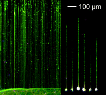 Graphical abstract: In-mold patterning and actionable axo-somatic compartmentalization for on-chip neuron culture