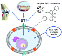 Graphical abstract: A ubiquitous metal, difficult to track: towards an understanding of the regulation of titanium(iv) in humans