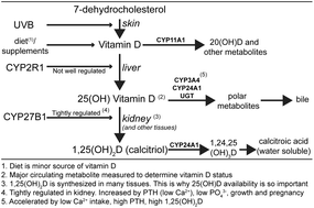 Graphical abstract: Sunlight exposure is just one of the factors which influence vitamin D status