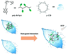 Graphical abstract: Room temperature phosphorescence of 4-bromo-1,8-naphthalic anhydride derivative-based polyacrylamide copolymer with photo-stimulated responsiveness