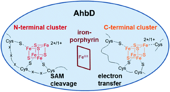 Graphical abstract: The auxiliary [4Fe–4S] cluster of the Radical SAM heme synthase from Methanosarcina barkeri is involved in electron transfer