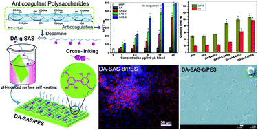 Graphical abstract: Anticoagulant sodium alginate sulfates and their mussel-inspired heparin-mimetic coatings