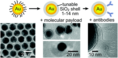 Graphical abstract: Preparation of fluorescent Au–SiO2 core–shell nanoparticles and nanorods with tunable silica shell thickness and surface modification for immunotargeting