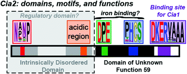 Graphical abstract: Defining the domains of Cia2 required for its essential function in vivo and in vitro