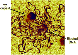 Graphical abstract: Forced phage uncorking: viral DNA ejection triggered by a mechanically sensitive switch