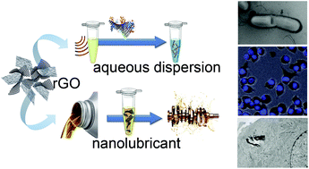 Graphical abstract: In vitro and environmental toxicity of reduced graphene oxide as an additive in automotive lubricants