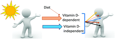 Graphical abstract: Introduction to the themed issue ‘The health benefits of UV radiation exposure through vitamin D production or non-vitamin D pathways’