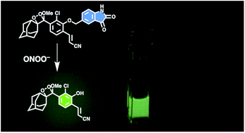 Graphical abstract: A chemiluminescent probe for cellular peroxynitrite using a self-immolative oxidative decarbonylation reaction