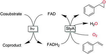 Graphical abstract: Photoenzymatic epoxidation of styrenes