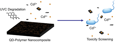 Graphical abstract: Release, detection and toxicity of fragments generated during artificial accelerated weathering of CdSe/ZnS and CdSe quantum dot polymer composites