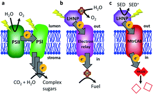 Graphical abstract: Towards compartmentalized photocatalysis: multihaem proteins as transmembrane molecular electron conduits