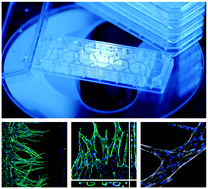 Graphical abstract: Microfluidics within a well: an injection-molded plastic array 3D culture platform