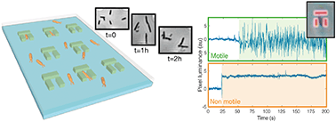 Graphical abstract: Multiparameter antibiotic resistance detection based on hydrodynamic trapping of individual E. coli