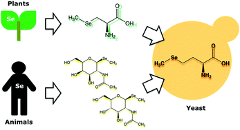 Graphical abstract: Biotransformation of organic selenium compounds in budding yeast, Saccharomyces cerevisiae