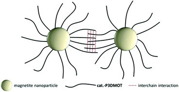 Graphical abstract: Synthesis and supramolecular organization of chiral poly(thiophene)–magnetite hybrid nanoparticles